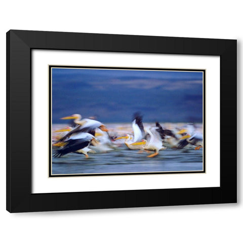 African White Pelicans Black Modern Wood Framed Art Print with Double Matting by Fitzharris, Tim