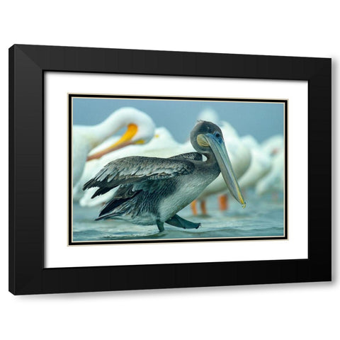 Brown Pelican with White Pelicans Black Modern Wood Framed Art Print with Double Matting by Fitzharris, Tim