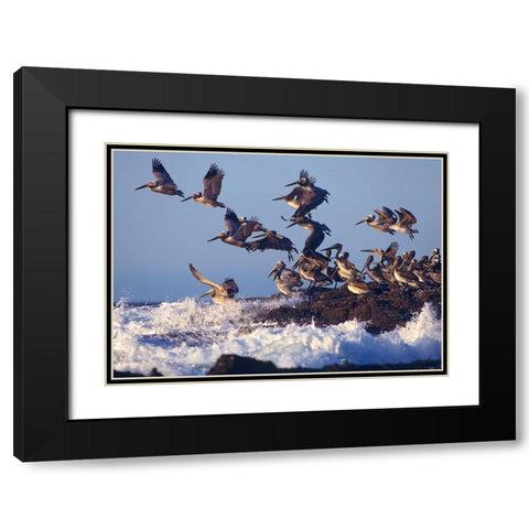 Brown Pelicans on Rock Black Modern Wood Framed Art Print with Double Matting by Fitzharris, Tim