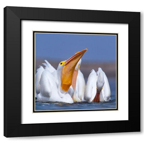 White Pelicans Swallowing Fish Black Modern Wood Framed Art Print with Double Matting by Fitzharris, Tim