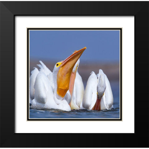 White Pelicans Swallowing Fish Black Modern Wood Framed Art Print with Double Matting by Fitzharris, Tim