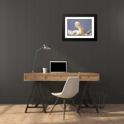 White Pelican Black Modern Wood Framed Art Print with Double Matting by Fitzharris, Tim