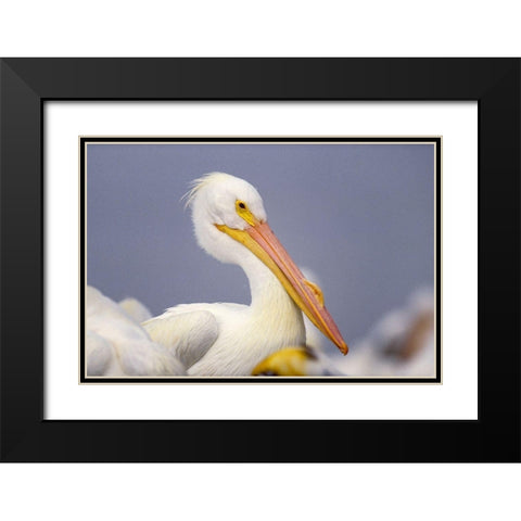 White Pelican Black Modern Wood Framed Art Print with Double Matting by Fitzharris, Tim