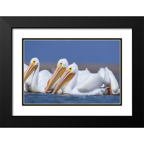 White Pelicans Black Modern Wood Framed Art Print with Double Matting by Fitzharris, Tim