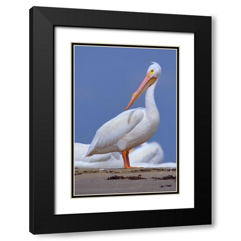 White Pelican Preening Black Modern Wood Framed Art Print with Double Matting by Fitzharris, Tim