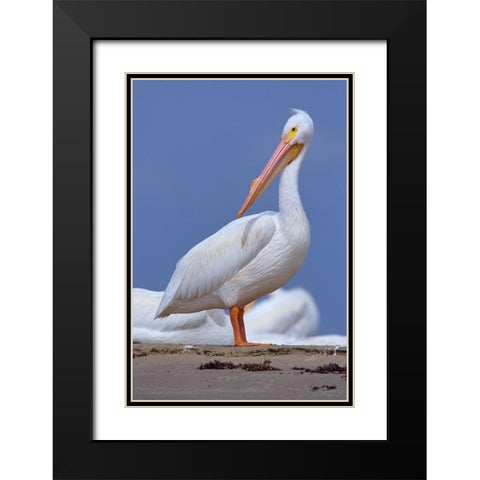 White Pelican Preening Black Modern Wood Framed Art Print with Double Matting by Fitzharris, Tim