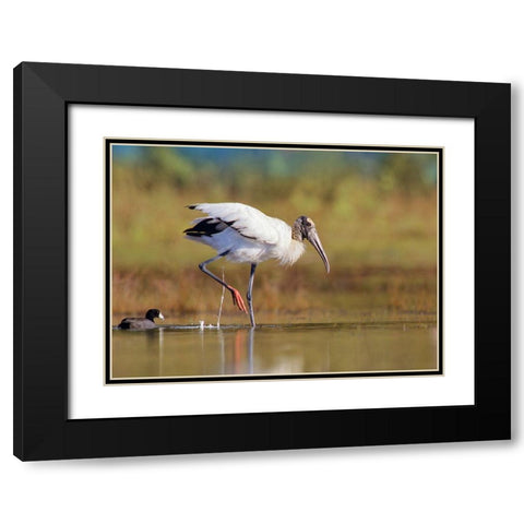 Wood Stork Black Modern Wood Framed Art Print with Double Matting by Fitzharris, Tim