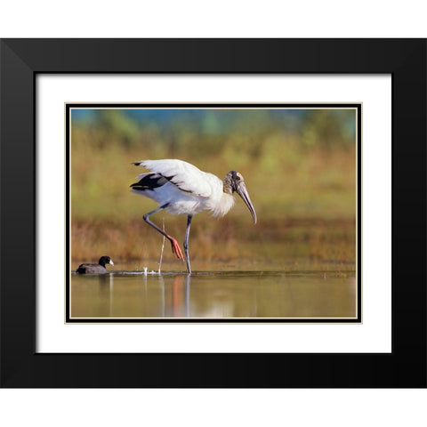 Wood Stork Black Modern Wood Framed Art Print with Double Matting by Fitzharris, Tim