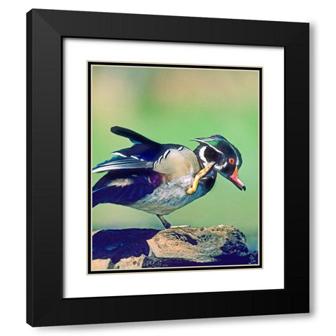 Wood Duck Drake Scratching Black Modern Wood Framed Art Print with Double Matting by Fitzharris, Tim