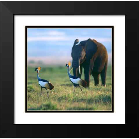 Crowned Cranes with Elephant-Amboseli National Park-Kenya Black Modern Wood Framed Art Print with Double Matting by Fitzharris, Tim