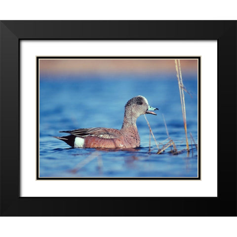 American Widgeon Black Modern Wood Framed Art Print with Double Matting by Fitzharris, Tim