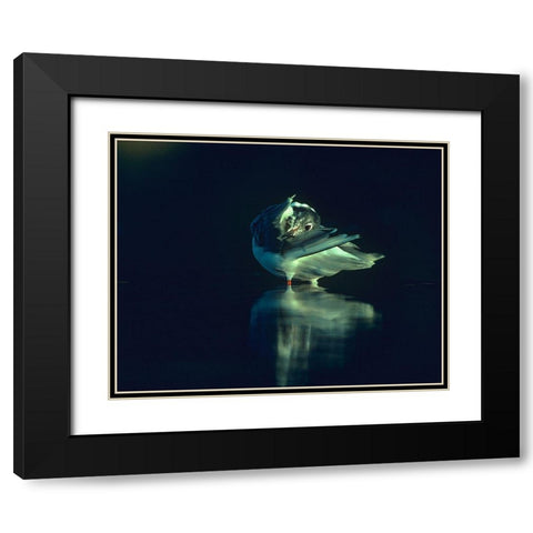 Bonapartes Gull Preening Black Modern Wood Framed Art Print with Double Matting by Fitzharris, Tim