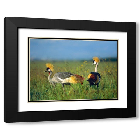 Crowned Cranes-Kenya Black Modern Wood Framed Art Print with Double Matting by Fitzharris, Tim