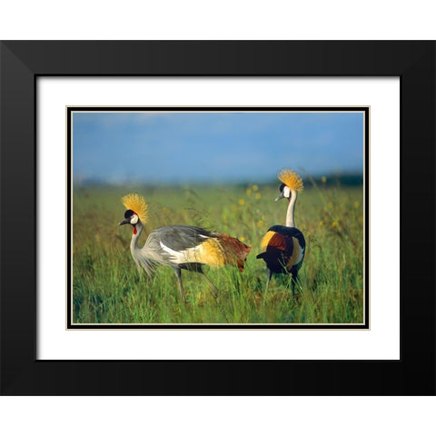 Crowned Cranes-Kenya Black Modern Wood Framed Art Print with Double Matting by Fitzharris, Tim