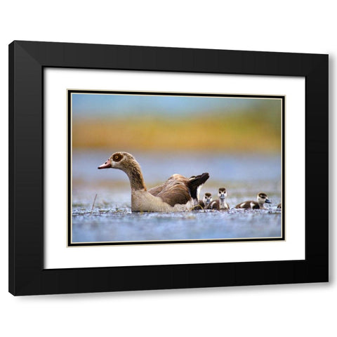 Egyptian Goose with Goslings-Tanzania Black Modern Wood Framed Art Print with Double Matting by Fitzharris, Tim