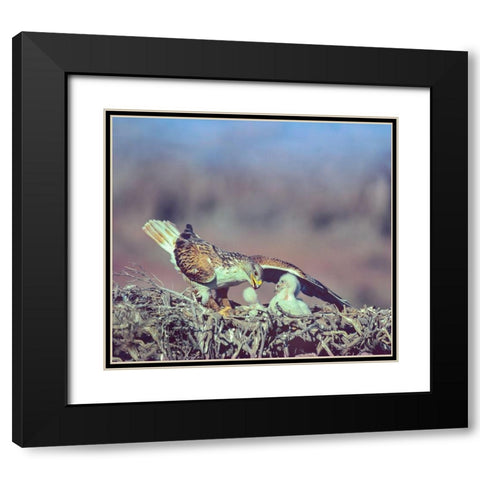 Ferruginous Hawks Black Modern Wood Framed Art Print with Double Matting by Fitzharris, Tim