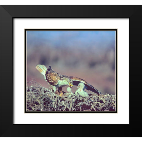 Ferruginous Hawks Black Modern Wood Framed Art Print with Double Matting by Fitzharris, Tim