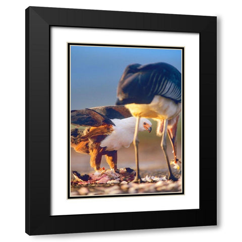 African Fish Eagle and Marabou over Flamigo Carcass-Kenya Black Modern Wood Framed Art Print with Double Matting by Fitzharris, Tim