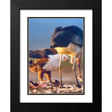 African Fish Eagle and Marabou over Flamigo Carcass-Kenya Black Modern Wood Framed Art Print with Double Matting by Fitzharris, Tim