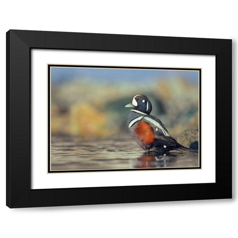 Harlequin Duck-White Rock Beach-British Columbia Black Modern Wood Framed Art Print with Double Matting by Fitzharris, Tim