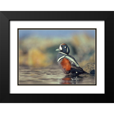 Harlequin Duck-White Rock Beach-British Columbia Black Modern Wood Framed Art Print with Double Matting by Fitzharris, Tim