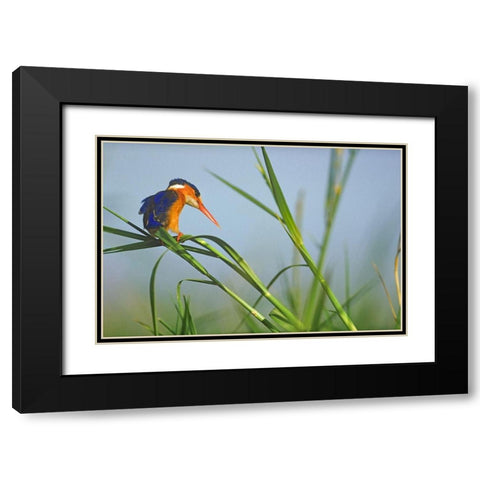 Malachite Kingfisher Fishing-Kenya Black Modern Wood Framed Art Print with Double Matting by Fitzharris, Tim