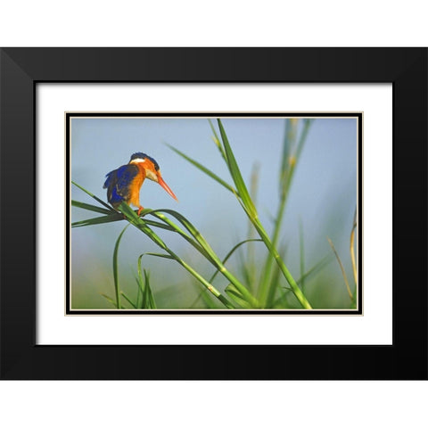 Malachite Kingfisher Fishing-Kenya Black Modern Wood Framed Art Print with Double Matting by Fitzharris, Tim