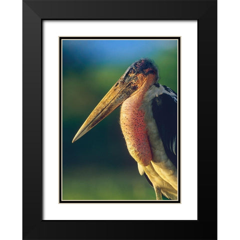 Marabou Stork-Kenya I Black Modern Wood Framed Art Print with Double Matting by Fitzharris, Tim