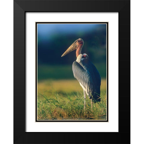 Marabou Stork-Kenya II Black Modern Wood Framed Art Print with Double Matting by Fitzharris, Tim