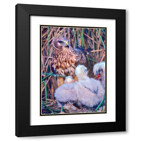 Marsh Hawks Black Modern Wood Framed Art Print with Double Matting by Fitzharris, Tim