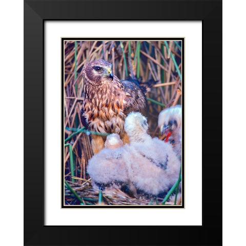 Marsh Hawks Black Modern Wood Framed Art Print with Double Matting by Fitzharris, Tim