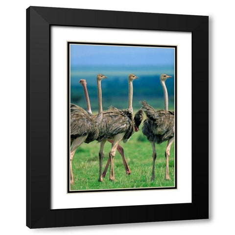 Young Ostriches-Kenya Black Modern Wood Framed Art Print with Double Matting by Fitzharris, Tim