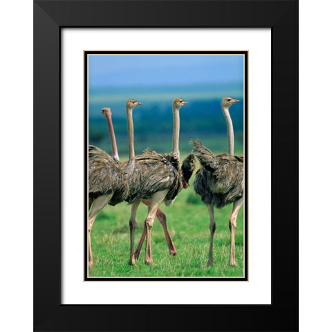 Young Ostriches-Kenya Black Modern Wood Framed Art Print with Double Matting by Fitzharris, Tim