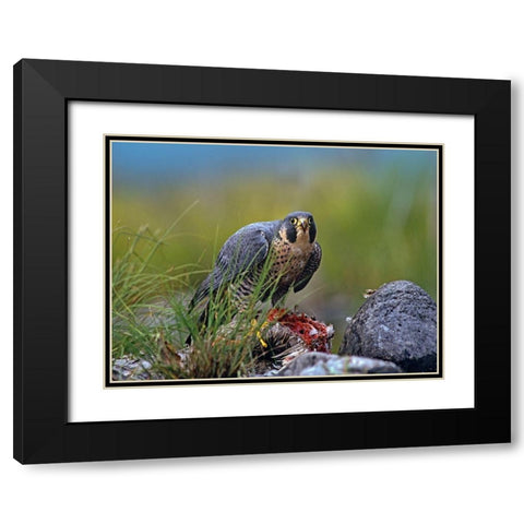 Peregrine Falcon with Duck Black Modern Wood Framed Art Print with Double Matting by Fitzharris, Tim