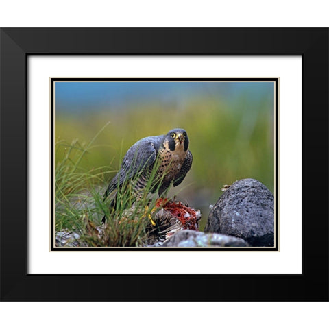 Peregrine Falcon with Duck Black Modern Wood Framed Art Print with Double Matting by Fitzharris, Tim