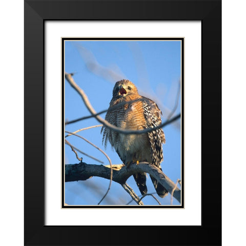 Red-Shouldered Hawk II Black Modern Wood Framed Art Print with Double Matting by Fitzharris, Tim