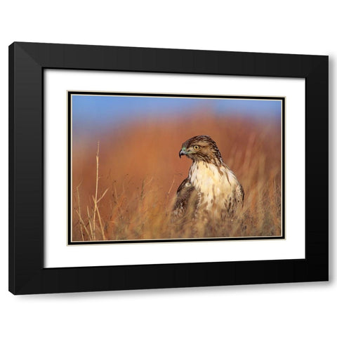 Redtail Hawk Black Modern Wood Framed Art Print with Double Matting by Fitzharris, Tim