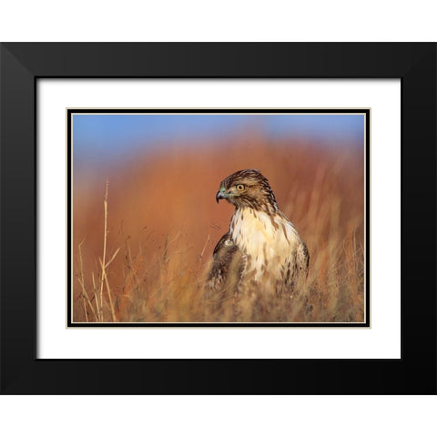 Redtail Hawk Black Modern Wood Framed Art Print with Double Matting by Fitzharris, Tim