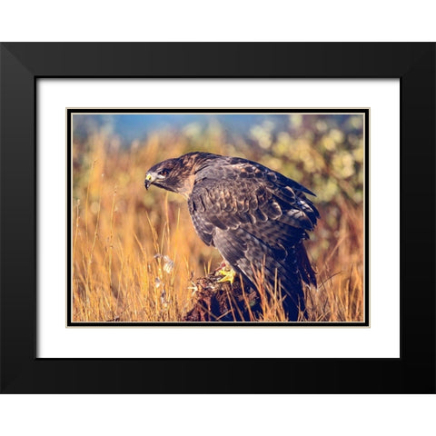 Red-tailed Hawk Black Modern Wood Framed Art Print with Double Matting by Fitzharris, Tim