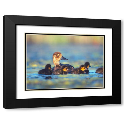 Lesser Scaup Hen with Young Black Modern Wood Framed Art Print with Double Matting by Fitzharris, Tim