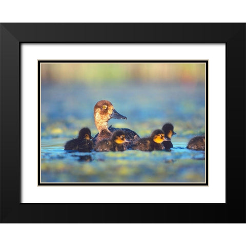 Lesser Scaup Hen with Young Black Modern Wood Framed Art Print with Double Matting by Fitzharris, Tim