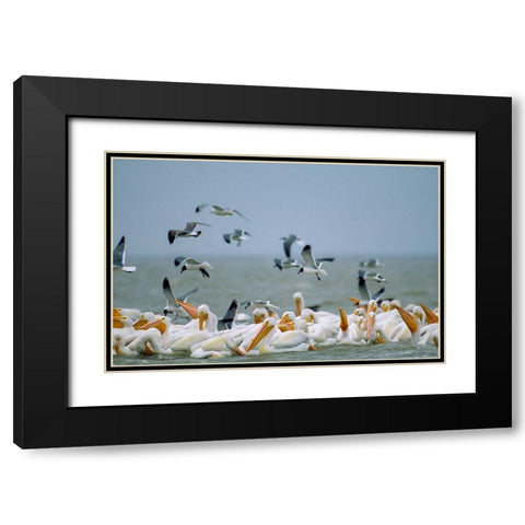 White Pelicans and Gulls Fishing-Texas Coast Black Modern Wood Framed Art Print with Double Matting by Fitzharris, Tim