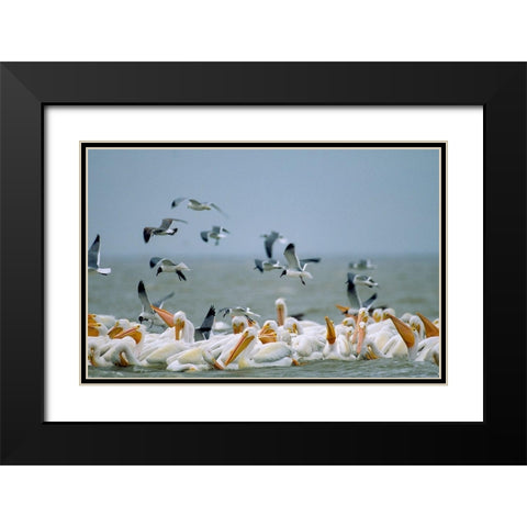 White Pelicans and Gulls Fishing-Texas Coast Black Modern Wood Framed Art Print with Double Matting by Fitzharris, Tim