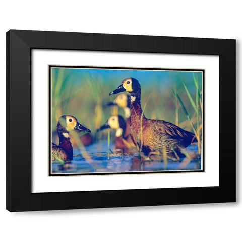 White-faced Tree Ducks-Kenya II Black Modern Wood Framed Art Print with Double Matting by Fitzharris, Tim