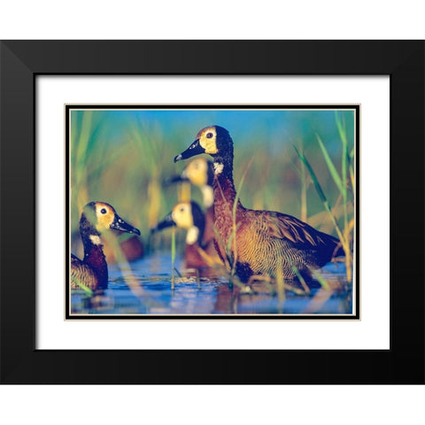 White-faced Tree Ducks-Kenya II Black Modern Wood Framed Art Print with Double Matting by Fitzharris, Tim