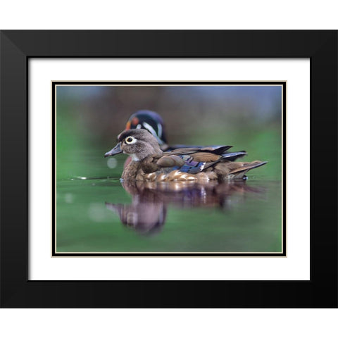 Wood Ducks Black Modern Wood Framed Art Print with Double Matting by Fitzharris, Tim