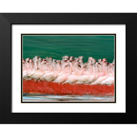 Lesser Flamingos Parading-Kenya Black Modern Wood Framed Art Print with Double Matting by Fitzharris, Tim