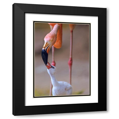 Caribbean Greater Flamingo with Chick Black Modern Wood Framed Art Print with Double Matting by Fitzharris, Tim