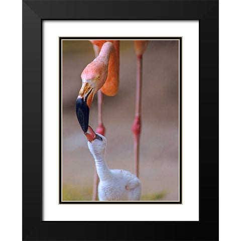 Caribbean Greater Flamingo with Chick Black Modern Wood Framed Art Print with Double Matting by Fitzharris, Tim