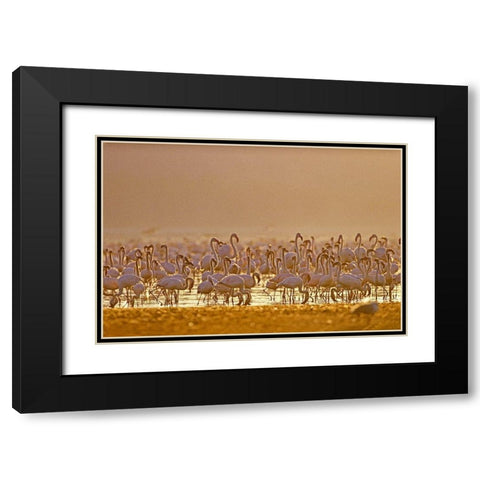 Lesser and Greater Flamingos-Lake Baringo-Kenya Black Modern Wood Framed Art Print with Double Matting by Fitzharris, Tim